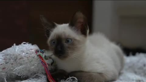 The most cute and naughty cat...😘😘😘😘😺😺😺😺😺😘😘😘