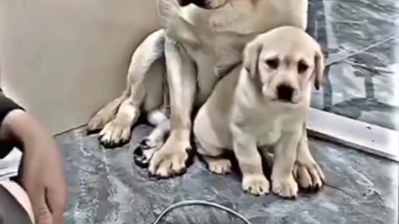 Maaa ki love