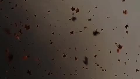 Aesthetic video 🍁