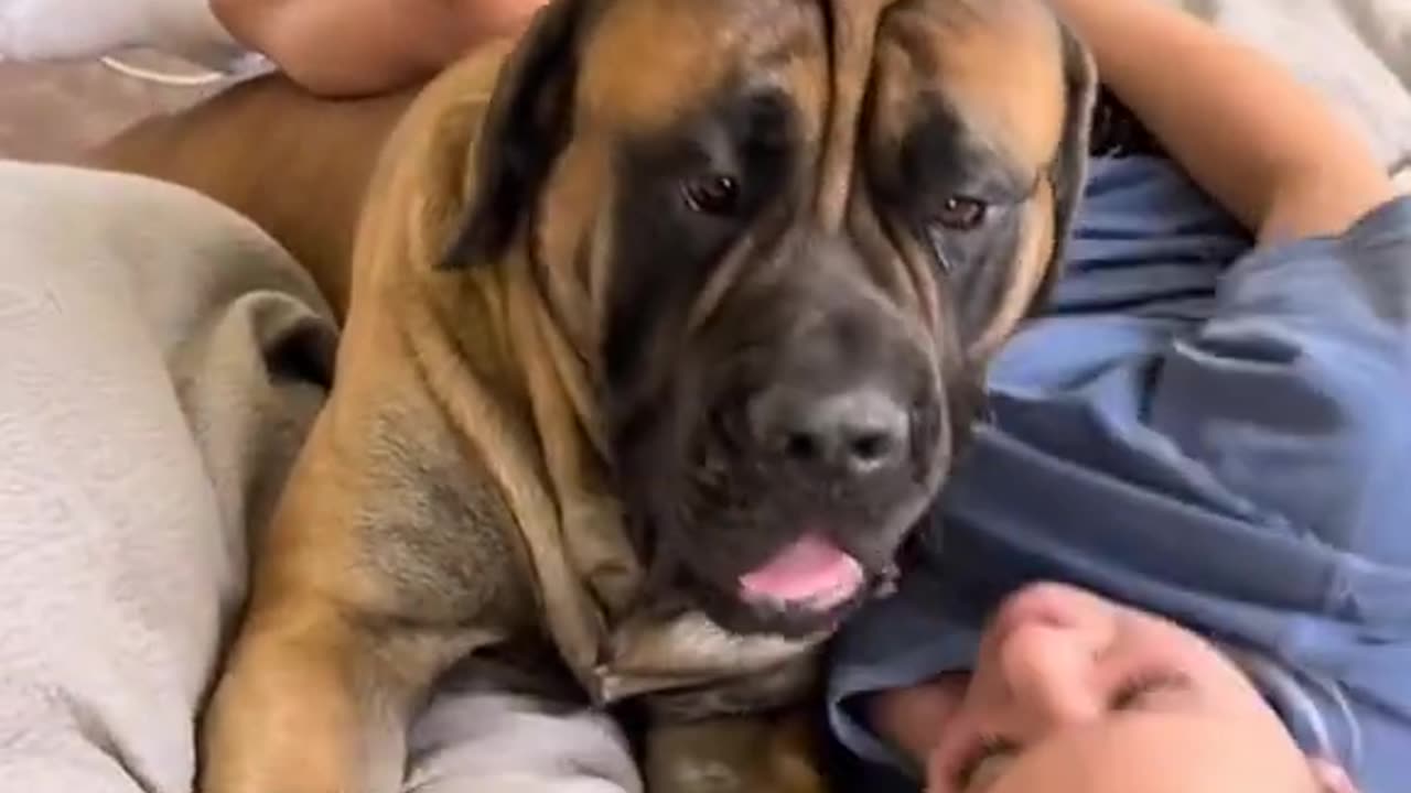 My HUGE Puppy Gets Offended When I Say He Has BAD Breath #dog #dogs #cutedog #funnydogs #shorts