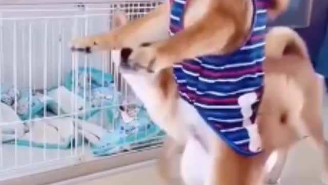 Dog take a cup of black coffee