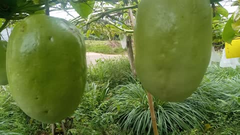 melon with many fruits