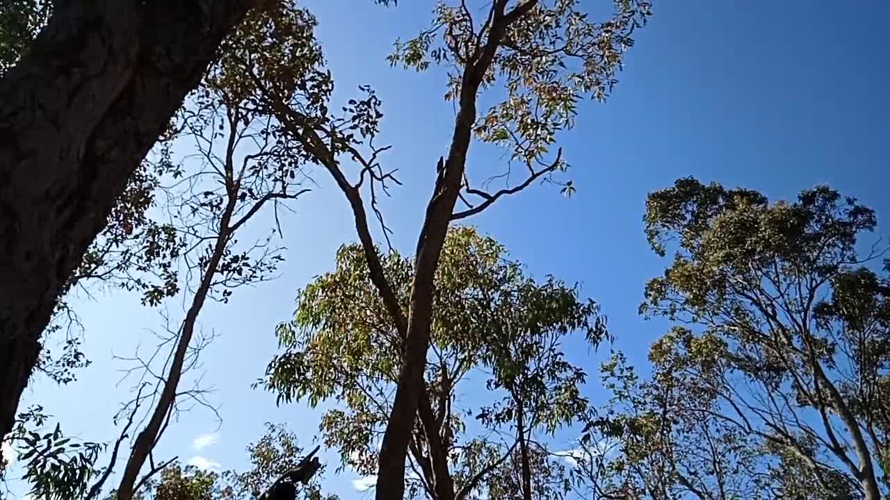 Can you see the Lace monitor up the tree, over a metre