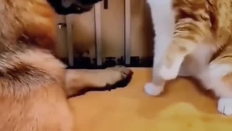 Funny Animals 🐈🐕