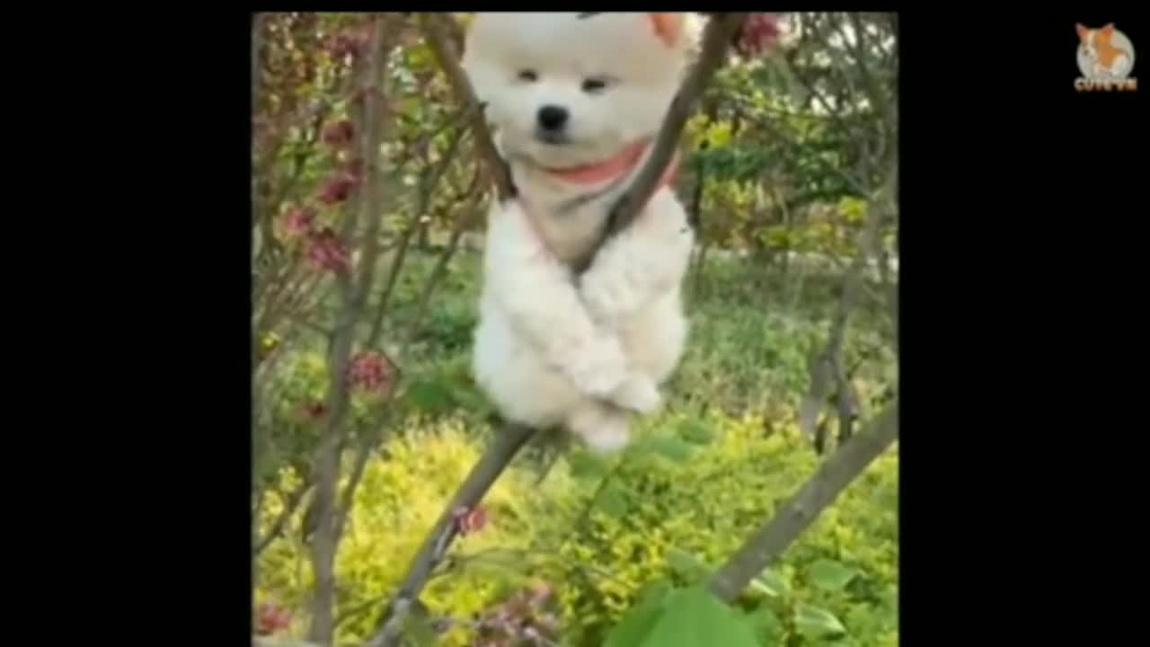 Cute famous animals videos Cute puppy