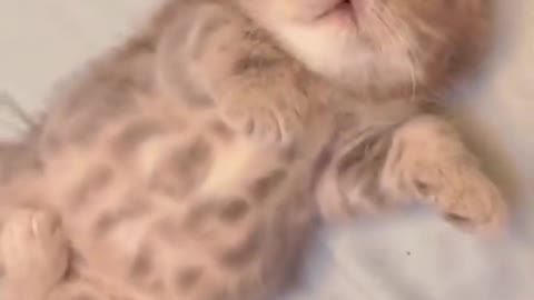 little cats бяцхан муур