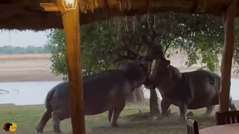 Angry Hippos Fight