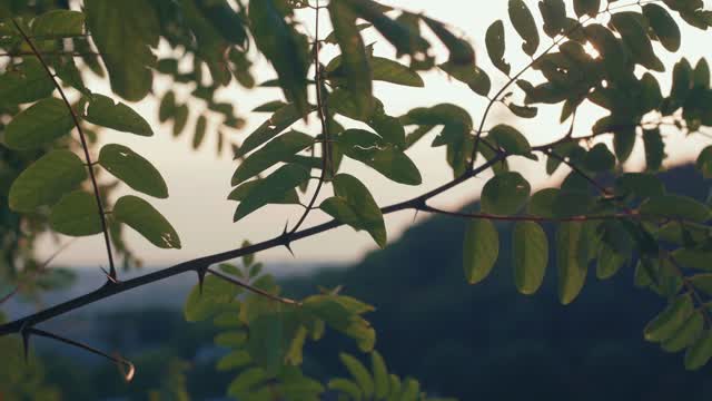 Bird Sounds Spectacular