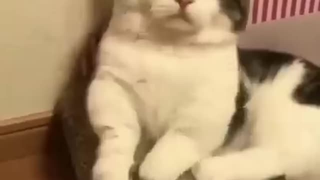 ral Clips😹_ #funny Cats #shorts Video😂_ #trending #animals #reels