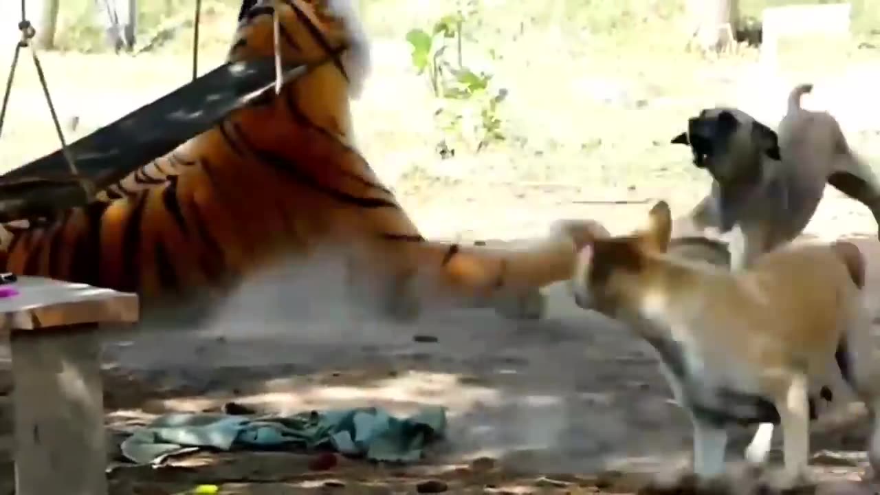 Troll Prank Dog Funny & fake Lion and Fake Tiger Prank