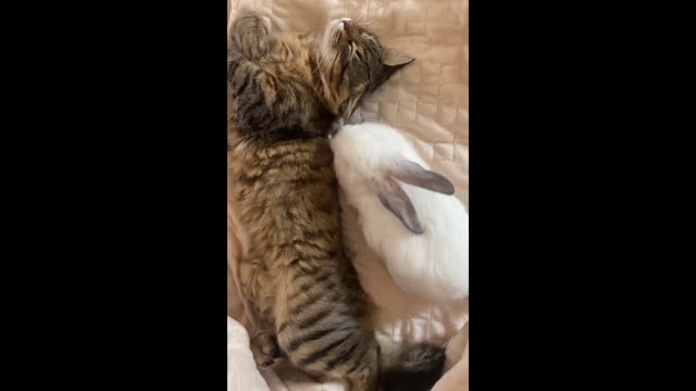 Pets Sleeping Underneath The Bed Sheet