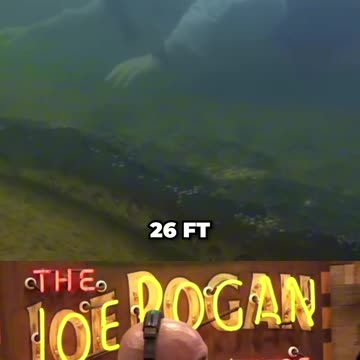 Joe Rogan Reacts To The World's Biggest Anaconda