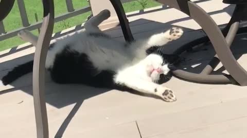 Black and white cat lounges under glass table