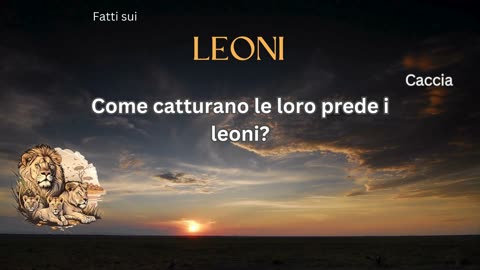 Fatto del Leone 4 - Come catturano le loro prede i leoni?