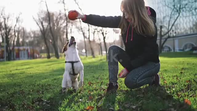 Young woman playing with cute jack russel terrier in park with ball, super ❤️