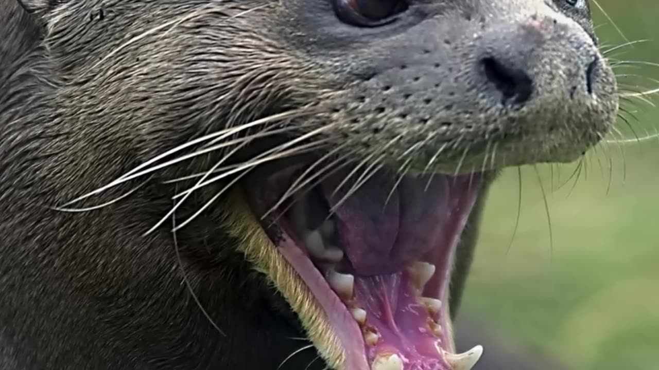 Giant River Otter | Nature's Gangster || LetsgoScience