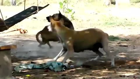 Prank on Dog Funny & fake Lion and Fake Tiger Prank on dog & Huge Box Prank to dog