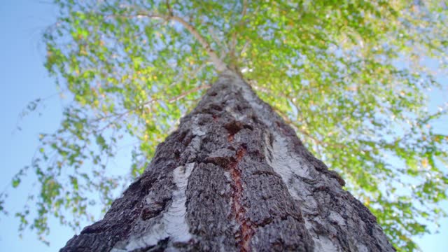 A Tree trunk