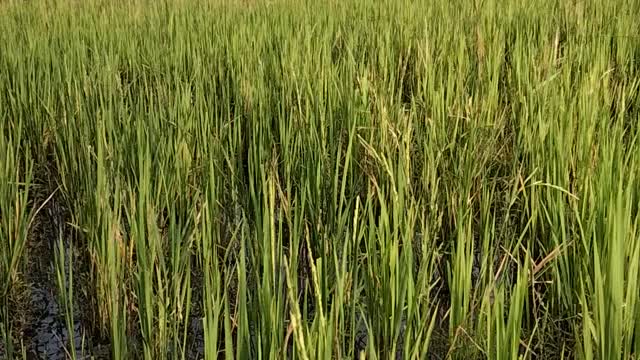 Rice field