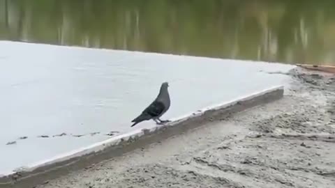 A pigeon walking on fresh concrete