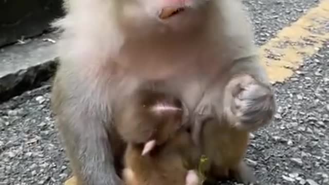 Cute monkey eat