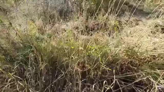 Abandoned puppies being rescued