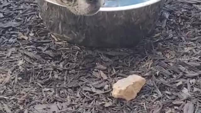 Summer is here, it's so hot, how comfortable is it to hide in my pool