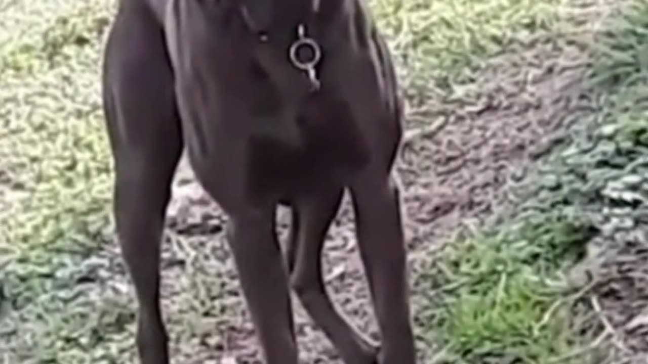 Funniest Animals Video Funny Dogs _funny _funnyvideo _funnyvideos _dog _funnydogs _doglover _animal