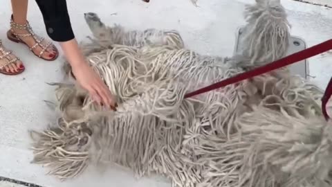 What kind of mop is this?