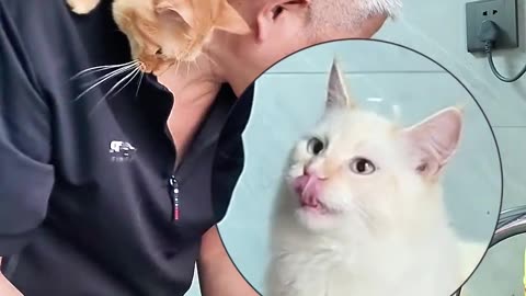 Cute cates