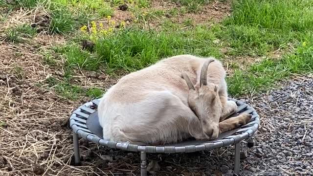 Goats Laying Around 05.2021