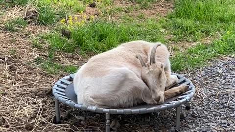 Goats Laying Around 05.2021