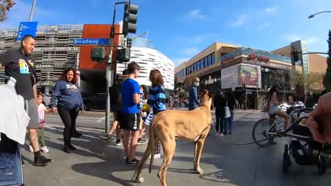 Great Dane meeting new people in Santa Monica 56