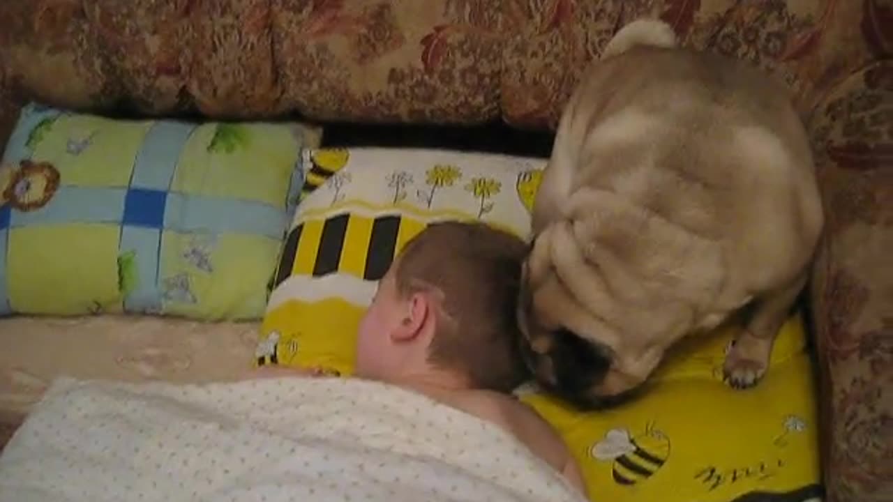 Pug Gently Wakes Up Child For School Every Morning