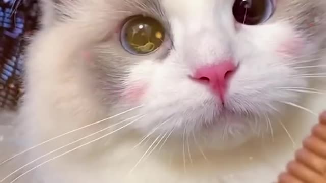 Aww Cute Cats Videos catmeow Funny Animals Compilation Try Not To Laugh Challenge