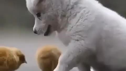 Cute dog plays with birds