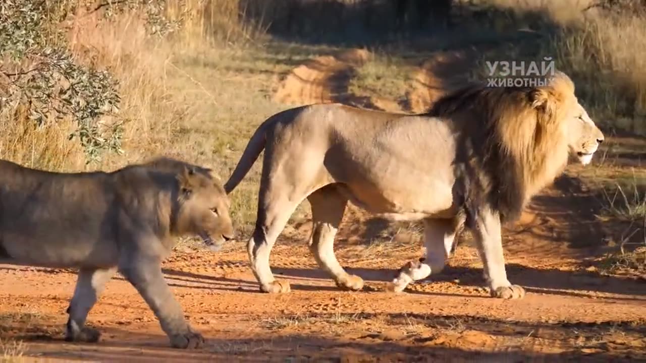 Wild animals lions hunting