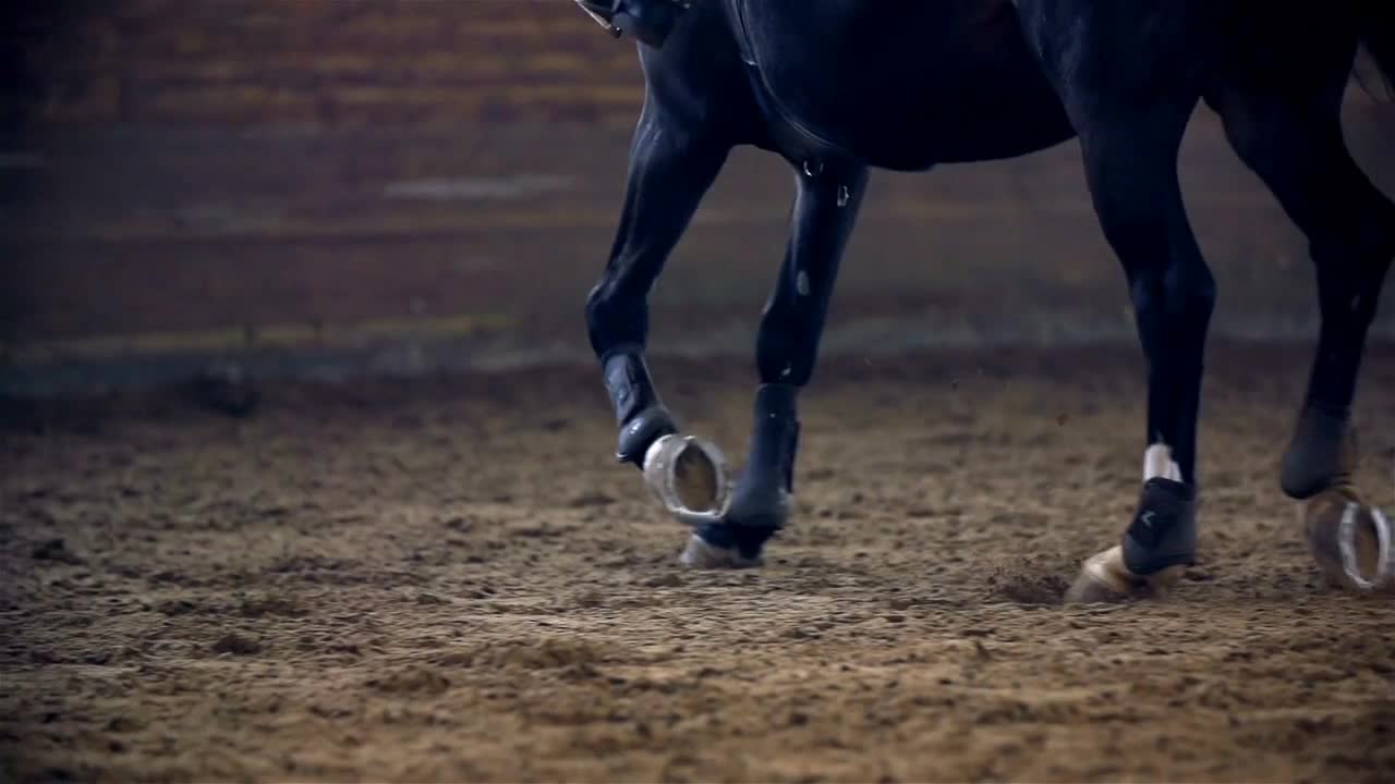 Horse Galloping in Slow Motion