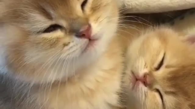 twin kitten on the bed