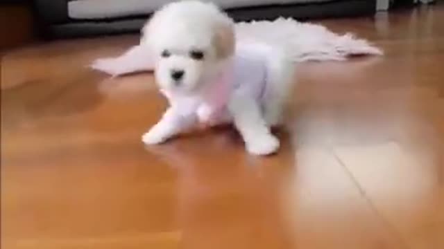 CUTE PUPPIES !Funny Animals