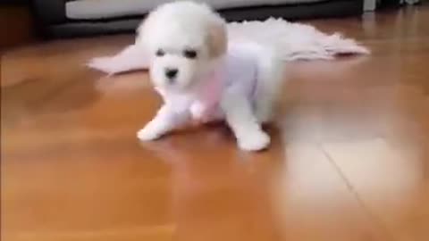 CUTE PUPPIES !Funny Animals