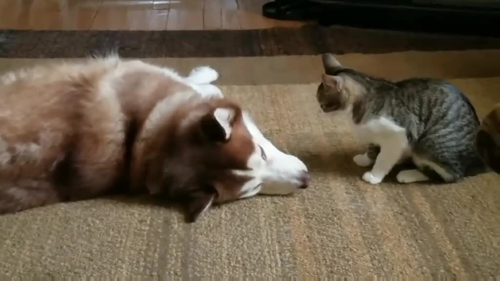 Dog Being Bullied by Cat :)