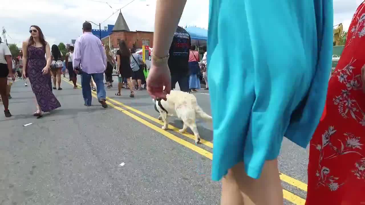 11-Month Old Golden Retriever, Roman! Golden Retriever Dog Training | High Level Distractions