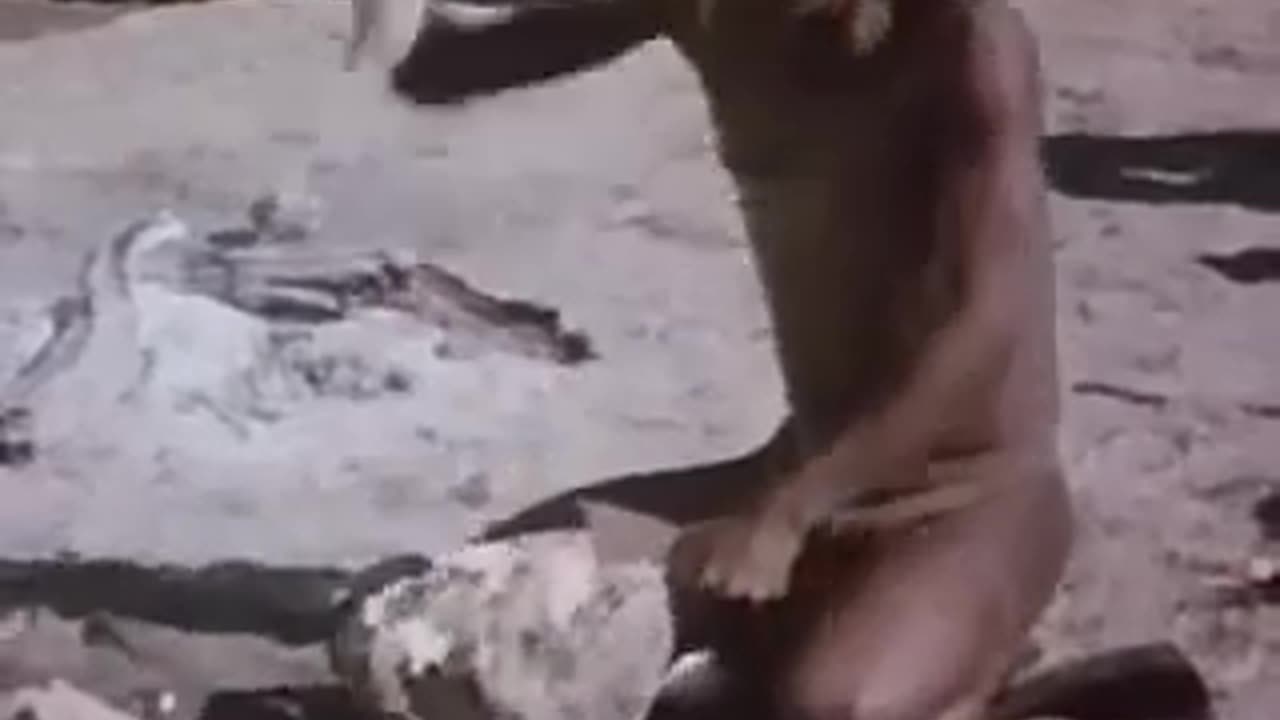 The Gods Must Be Crazy 1980 Trailer _ N!xau _ Marius Weyers