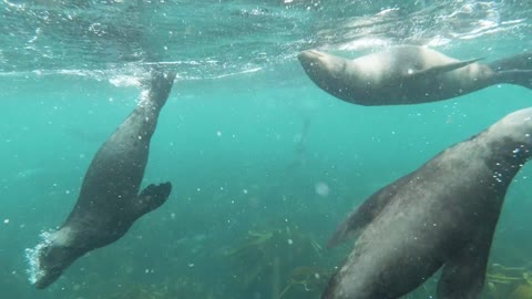 Group of Sea Lions