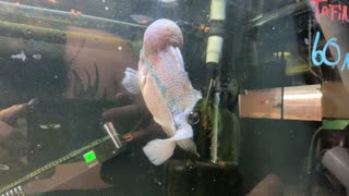 Timmy the FlowerHorn