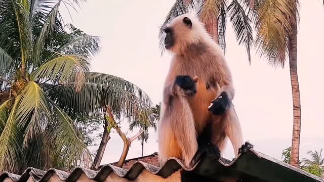 Monkey Eating on the Roof with sons
