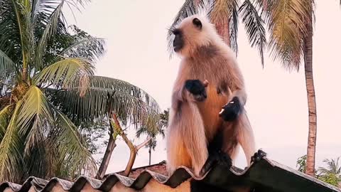 Monkey Eating on the Roof with sons