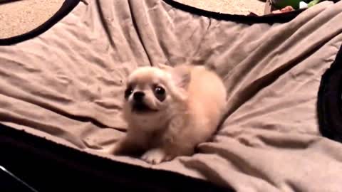 Watch what happens when you tell a tiny chihuahua it's time for bed!