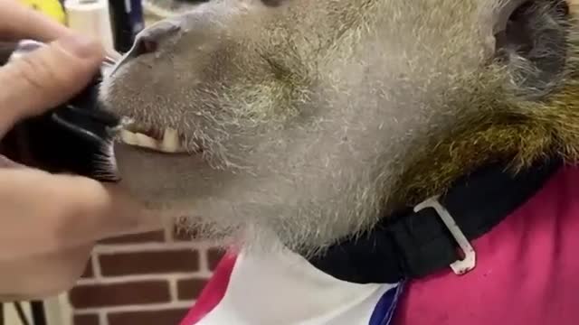 Monkey got angry after a bad haircut from his barber